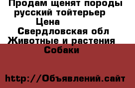 Продам щенят породы русский тойтерьер  › Цена ­ 4 000 - Свердловская обл. Животные и растения » Собаки   